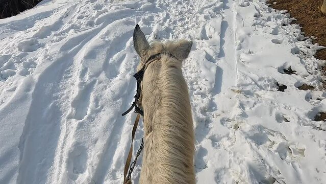 View of the head and ears of a white horse, close-up. Horse riding in winter. View from the first person. A rider on a horse rides on snow-white snow.