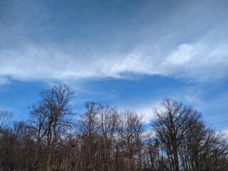 February Afternoon Sky Over Trees