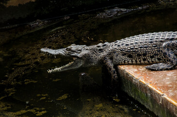 A saltwater crocodile baby (Crocodylus porosus) open its mouth on a crocodile farm surrounded by...
