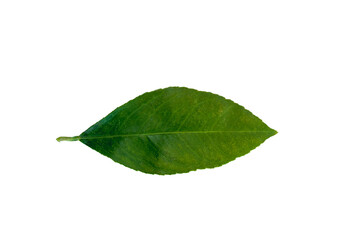 Fototapeta na wymiar lemon tree leaf on white background, isolate