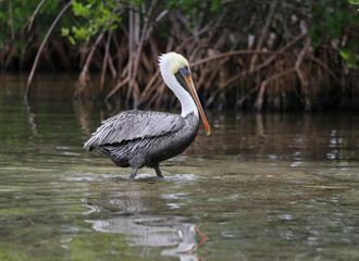 A wild pelican wading in shallow water in Key Largo, Florida, USA
