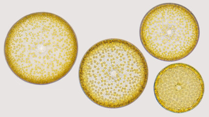 Marine plankton Coscinodiscus sp. blooming. Collected from Jakarta bay. Live cell. Selective focus...