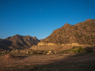saudi arabian wild spider with web 