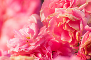 Dew drops on pink rose petals, romantic, nature stock image. Rose, woody perennial flowering plant, genus Rosa , family Rosaceae. For use in greetings cards, advertisements and other commerical use,