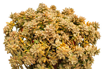 Graptosedum succulent plants closeup view