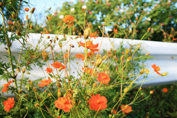 道端のキバナコスモス