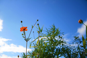 空とキバナコスモス