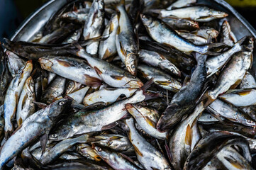 Freshwater catfish placed on a tray with ice for sale in seafood market, Sriracha, Thailand