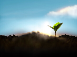 Plant a Tree Concept. Start, Recovery and Challenge in Life or Business. New Green Sprout Growth in...