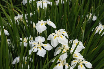 Japanese iris flowers in the park , white iris flowers , kagawa, shikoku, japan