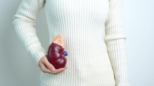 woman holding Anatomical human kidney Adrenal gland model. disease of Urinary system and Stones, Cancer, world kidney day, Chronic kidney and Organ Donor Day concept