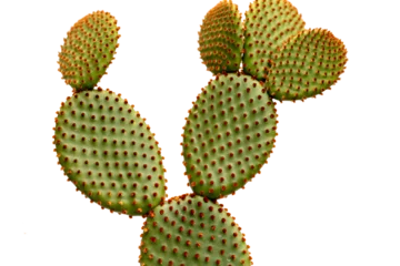 Foto op Canvas Opuntia bunny ears cactus orange color isolated on white background © GreenThumbShots