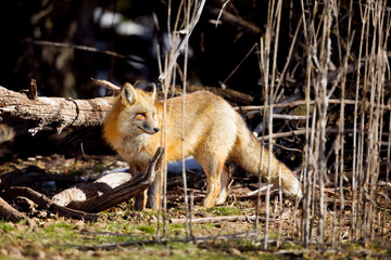 Red fox