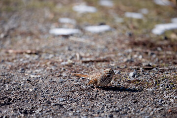 Lincoln's Sparrow
