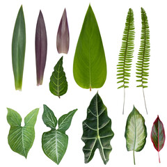 Set of Tropical leaves on transparent background, PNG file