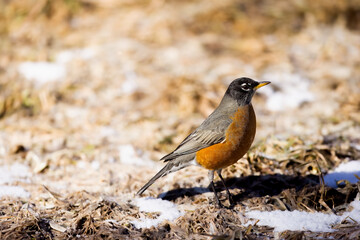 Little red robin on the hunt