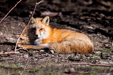 the red fox laying down