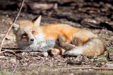 a frazzled red fox