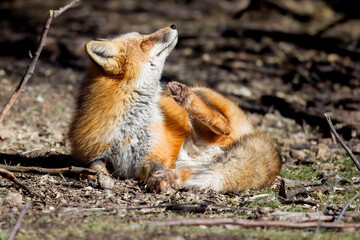 the red fox with an itch