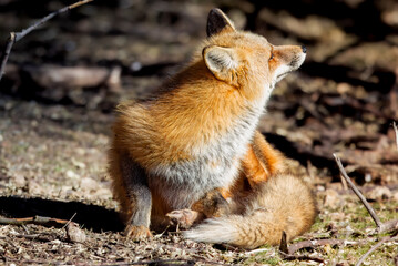 the red fox
