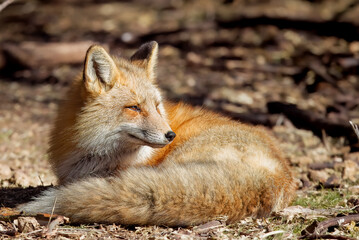 the red fox