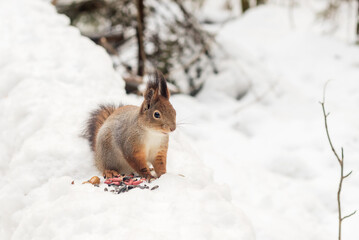 A fluffy cute squirrel sits alone in a snowy forest eating seeds, peanuts.
