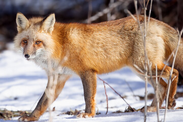 the red fox