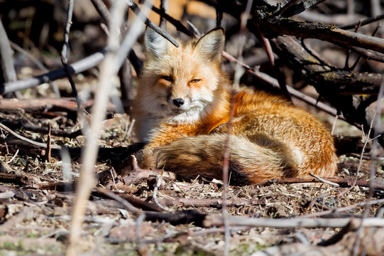 curled up sleeping red fox