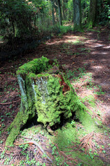 切り株とトレイル道