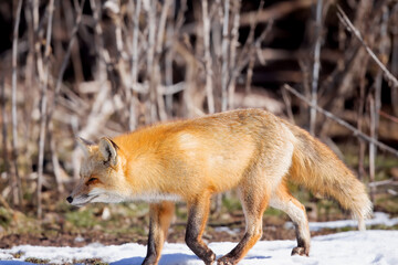 The red fox