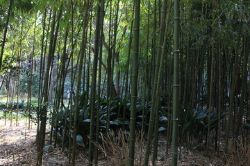 初春の鎌倉。浄智寺の竹林。