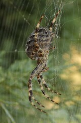 Orb Weaver on its web from the side