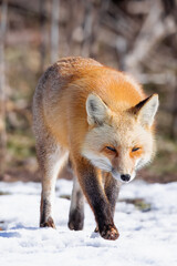 A red fox on the hunt