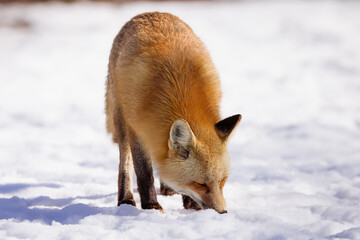 Obraz premium Red fox on the prowl