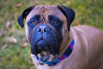  2023-02-10 A CLOSE UP OF A LARGE BULLMASTIFF LOOKING UP WITH INTENSE EYES AND A FADED BACKGROUND