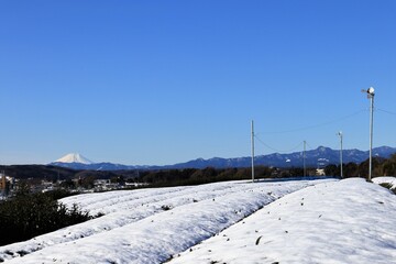 雪の狭山茶畑