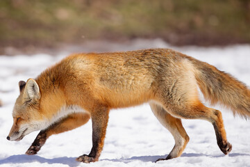 Red fox in the winter