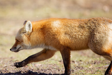 Red fox on the prowl