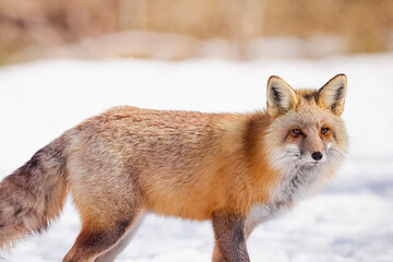 red fox in snow