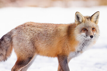 Red fox Pose