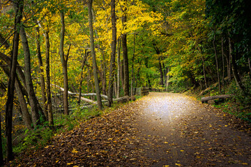 Fall Path with Leaves on Ground - obrazy, fototapety, plakaty