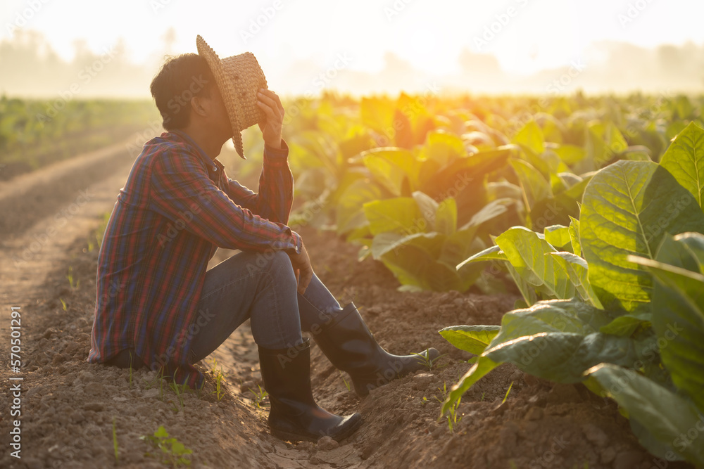 Wall mural fail, unsuccessful or very tired farmer concept. asian farmer is working in the field of tobacco tre