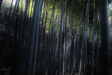 鎌倉・英勝寺の竹林。