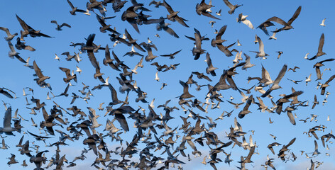 Flock of frightened birds in the blue sky
