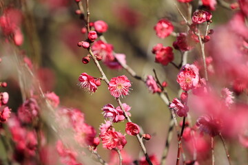 日本の早春の梅
