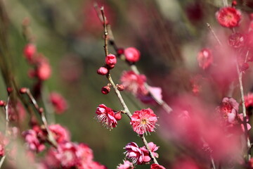 日本の早春の梅
