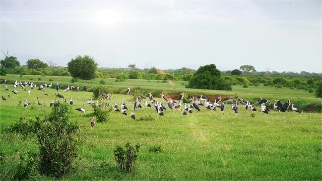 clock of storks ans mirabou birds in green nature park tsavo east kenya