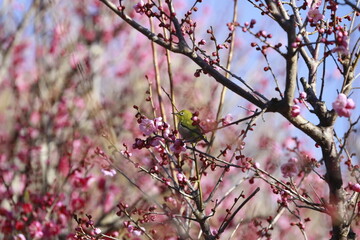 日本の早春の梅とメジロ