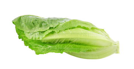 Fresh green cos lettuce isolated on transparent background. PNG