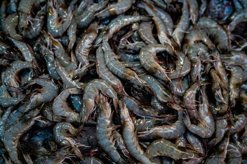 Fresh seafood prawns for sale in Sriracha seafood market, Thailand